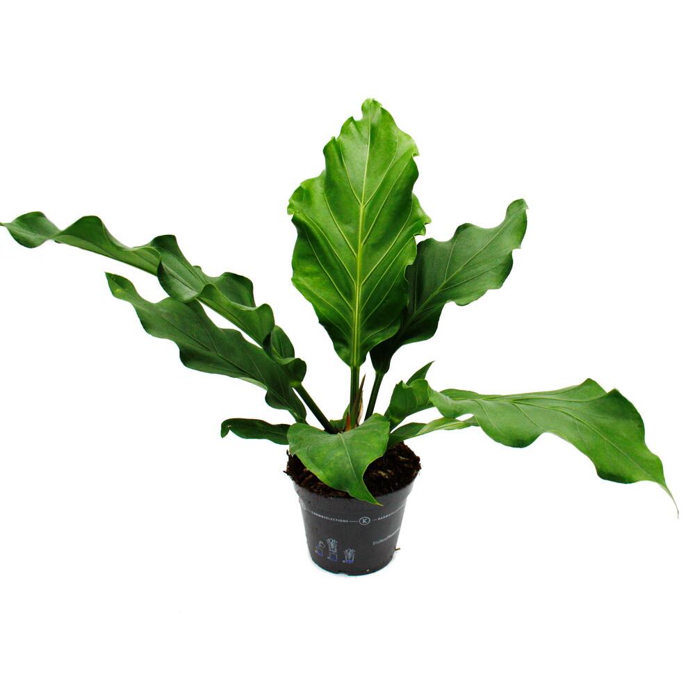 Flamingo flower elipticum "Jungle Bush" Anthurium 17cm