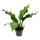 Flamant Rose - Anthurium elipticum "Jungle Bush" - pot de 17cm