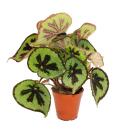 Leaf Begonia - Begonia masoniana Mountain - feuilles...