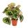 Leaf Begonia - Begonia masoniana Mountain - feuilles brunes avec des marques - pot de 15cm