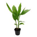 Turmeric plant - Curcuma longa - turmeric - saffron root...