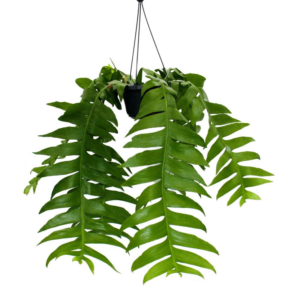 kentia palme günstig Kentiapalme kaufen | Howea forsteriana main image 0