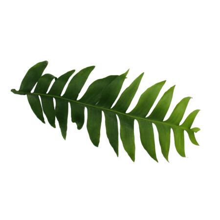 Epiphyllum anguliger chrysocardium - Sgeblatt-Kaktus - 14cm Ampeltop