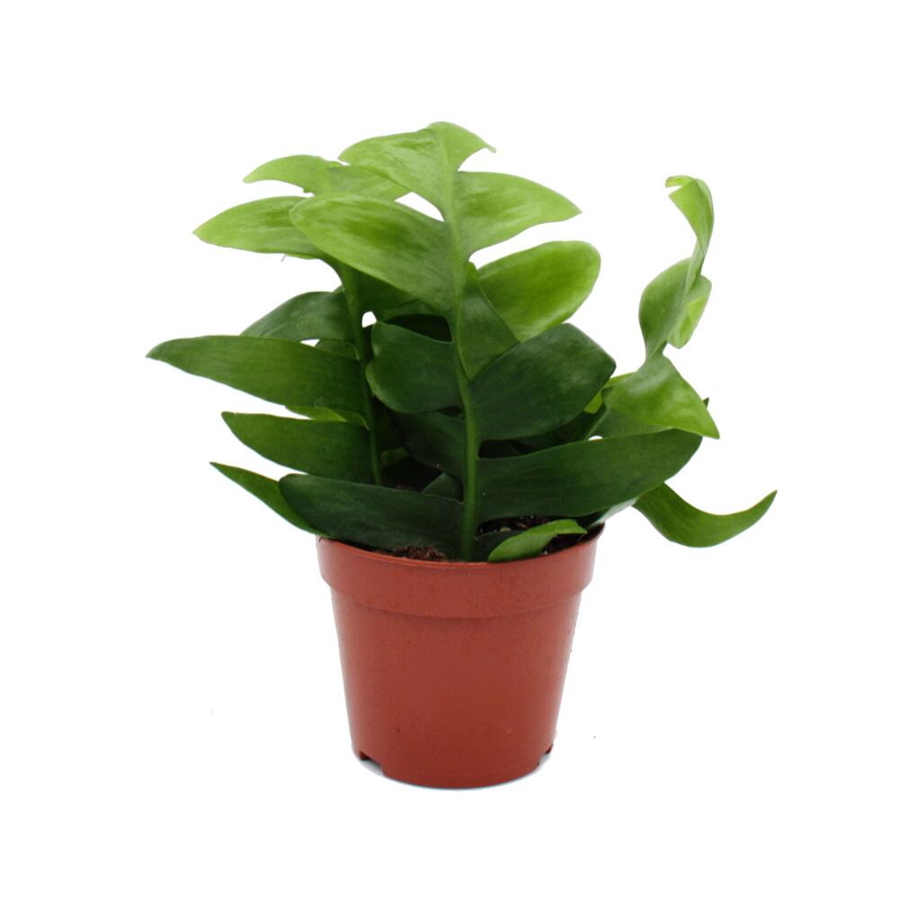 Epiphyllum anguliger chrysocardium - Sgeblatt-Kaktus - 12cm Topf