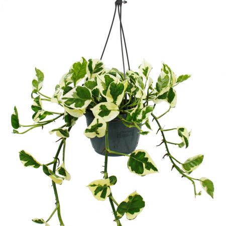 bambou fargesia rufa Buy Fargesia Rufa - Clumping Bamboo