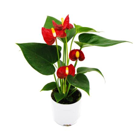 Small flamingo flower - Anthurium andreanum - baby anthurium - mini plant - 7cm pot - red flowering - Red Champion