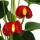 Kleine Flamingoblume - Anthurium andreanum - Baby-Anthurie - Mini-Pflanze - 7cm Topf  - rot blühend - Red Champion