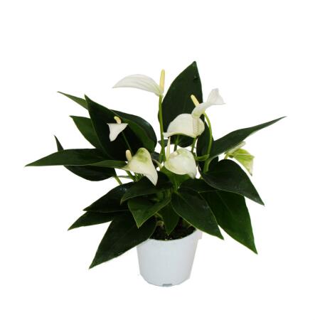 Small flamingo flower - Anthurium andreanum - baby anthurium - mini plant - 7cm pot - white flowers - White Champion