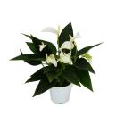 Small flamingo flower - Anthurium andreanum - baby...