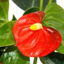 Kleine Flamingoblume Anthurium andreanum Baby-Anthurie Mini-Pflanze 7cm Topf orange blühend Orange Champion