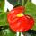 Kleine Flamingoblume Anthurium andreanum Baby-Anthurie Mini-Pflanze 7cm Topf orange blühend Orange Champion