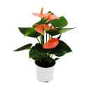 Kleine Flamingoblume - Anthurium andreanum -...