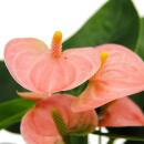 Kleine Flamingoblume Anthurium andreanum Baby-Anthurie Mini-Pflanze 7cm Topf  lachsrosa blühend Spirit
