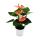 Kleine Flamingoblume Anthurium andreanum Baby-Anthurie Mini-Pflanze 7cm Topf  lachsrosa blühend Spirit
