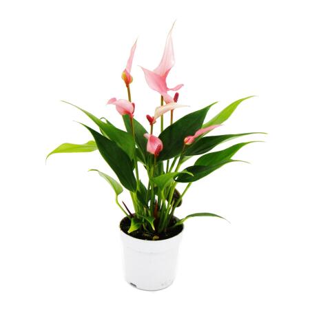 Petite fleur flamant rose - Anthurium andreanum - bébé anthurium - mini plante - pot 7cm - petites fleurs roses - Lilli