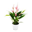 Petite fleur flamant rose - Anthurium andreanum -...