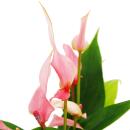 Petite fleur flamant rose - Anthurium andreanum - bébé anthurium - mini plante - pot 7cm - petites fleurs roses - Lilli