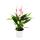 Petite fleur flamant rose - Anthurium andreanum - bébé anthurium - mini plante - pot 7cm - petites fleurs roses - Lilli