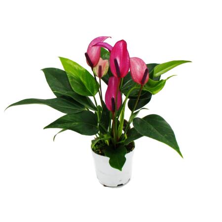 Petite fleur flamant rose - Anthurium andreanum - bébé anthurium - mini plante - pot 7cm - petites fleurs violettes - Zizou