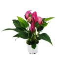 Small flamingo flower - Anthurium andreanum - baby...