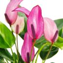 Petite fleur flamant rose - Anthurium andreanum - bébé anthurium - mini plante - pot 7cm - petites fleurs violettes - Zizou