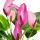 Petite fleur flamant rose - Anthurium andreanum - bébé anthurium - mini plante - pot 7cm - petites fleurs violettes - Zizou
