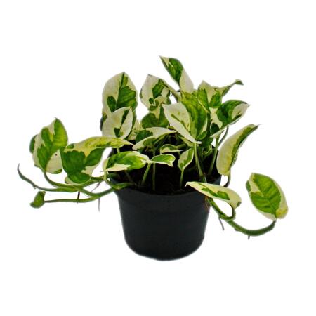 Epipremnum aureum "NJoy" - Efeutute - kleinblättrig und weiss-bunt - 12cm Topf