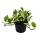 Epipremnum aureum "NJoy" - Efeutute - small-leaved and white-variegated - 12cm pot