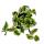 Epipremnum aureum "NJoy" - Efeutute - small-leaved and white-variegated - 12cm pot