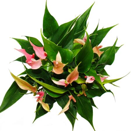 Flamingo flower - Anthurium andreanum - Anthurium - 12cm pot - small-