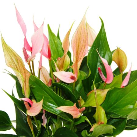 Flamingoblume andreanum - Anthurie 12cm - kleinblü - Topf Anthurium -