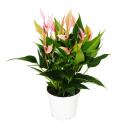 Flamingo flower - Anthurium andreanum - Anthurium - 12cm...