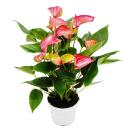 Flamingoblume - Anthurium andreanum - Anthurie - 14cm...