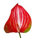 Flamingoblume - Anthurium andreanum - Anthurie - 14cm Topf - mehrfarbig blühend - Livium