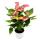 Fleur flamant rose - Anthurium andreanum - Anthurium - pot 14cm - fleurs multicolores - Livium
