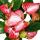 Fleur flamant rose - Anthurium andreanum - Anthurium - pot 14cm - fleurs multicolores - Livium