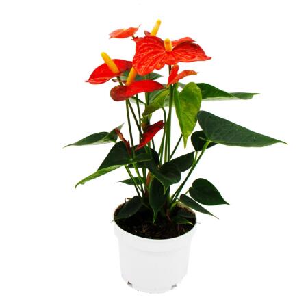 Flamingo flower - Anthurium andreanum - Anthurium - 12cm pot - "Orange Champion"