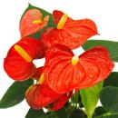 Fleur de flamant rose - Anthurium andreanum - Anthurium - pot 12cm - "Orange Champion"