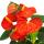 Flamingo flower - Anthurium andreanum - Anthurium - 12cm pot - "Orange Champion"