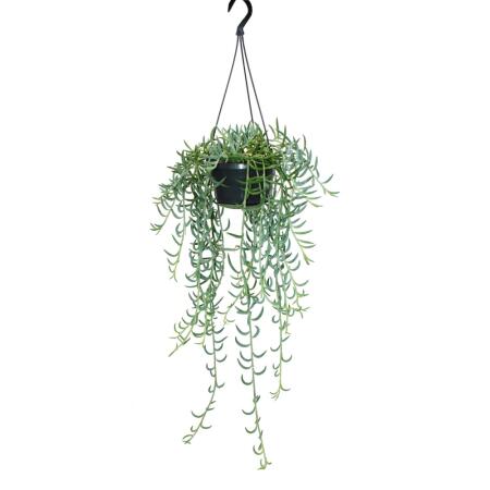 Senecio radicans - banana necklace - traffic light plant - 14cm traffic light - hanging