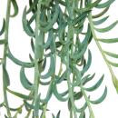 Senecio radicans - banana necklace - traffic light plant - 14cm traffic light - hanging