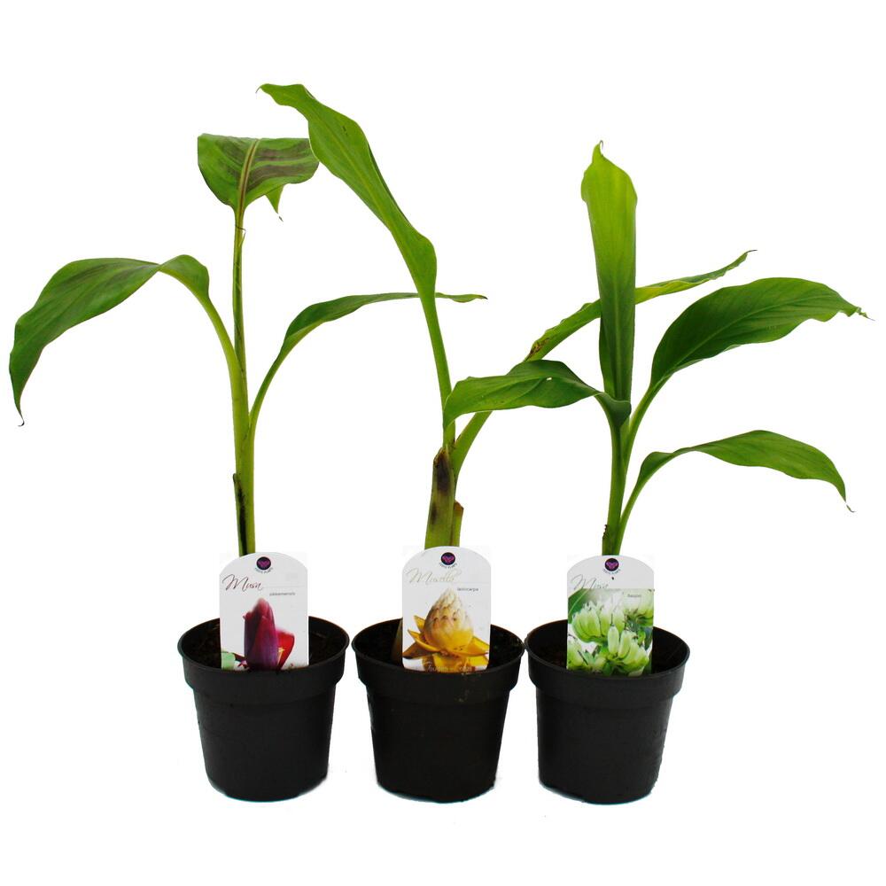 calathea julia Calathea Roseopicta | Korbmarante