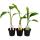Banane rustique - Musa - pot 12cm
