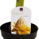 Winterharte Zierbanane - Musella lasiocarpa - Golden Lotus Banane - 12cm Topf