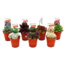 Exklusiver Hauswurz - Sempervivum - Ausgefallene Sammlersorten - Raritäten - je 3 Pflanzen im 5,5cm Topf