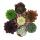 Exklusiver Hauswurz - Sempervivum - Ausgefallene Sammlersorten - Rarit&auml;ten - je 3 Pflanzen im 5,5cm Topf