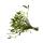 Fresh Mistletoe - Viscum album with white berries - Mistletoe from Germany