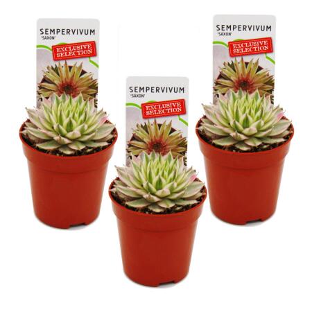 Exklusiver Hauswurz - Sempervivum - Ausgefallene Sammlersorte "Saxon" - weißbunte Rarität - je 3 Pflanzen im 5,5cm Topf