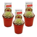 Joubarbe exclusive - Sempervivum - variété...