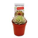 Exklusiver Hauswurz - Sempervivum - Ausgefallene Sammlersorte "Saxon" - weißbunte Rarität - je 3 Pflanzen im 5,5cm Topf